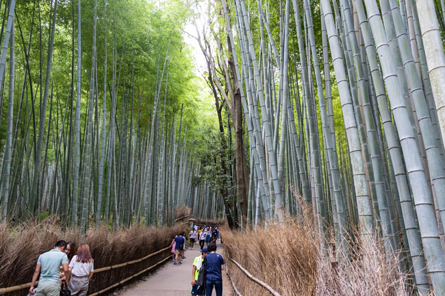 arashiyama forte de bambou