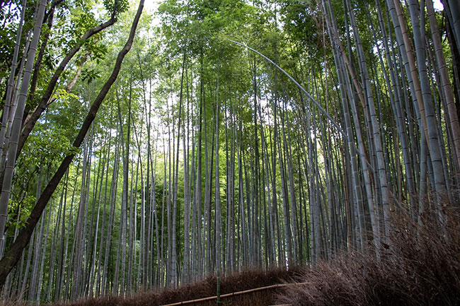 arashiyama-japon-traditionnel